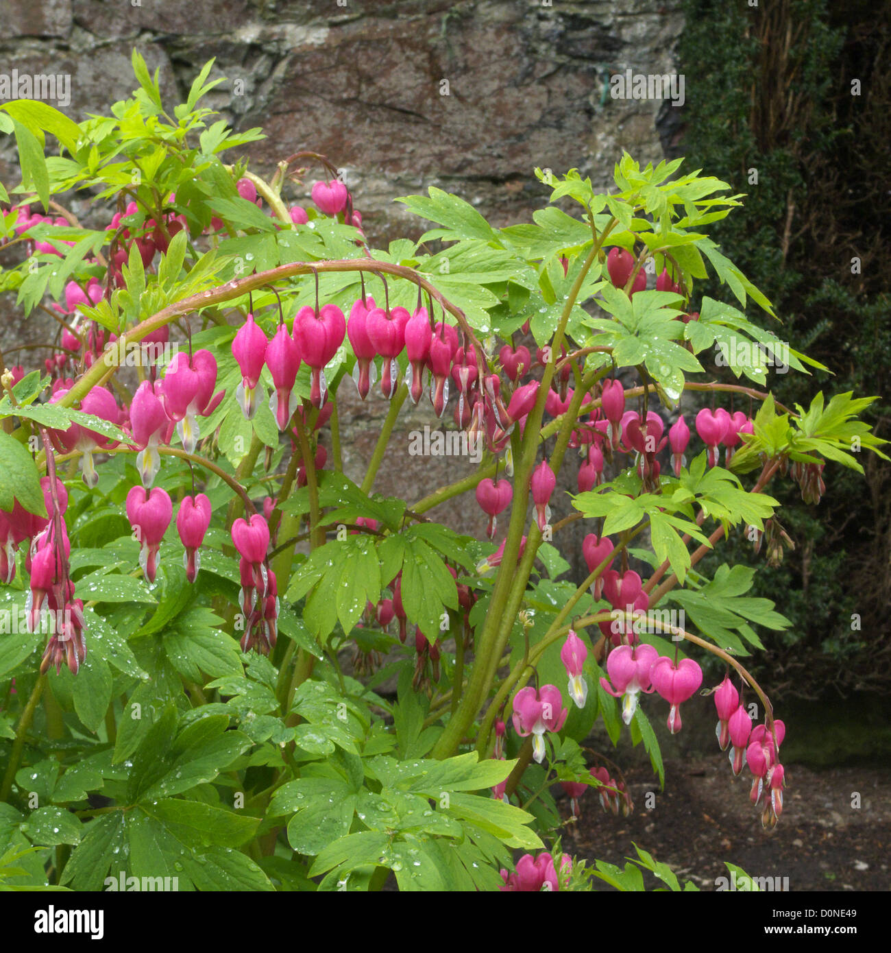 Dicentra spectabilis ( Bleeding Heart Dicentra ou dicentre à capuchon ), UK Banque D'Images