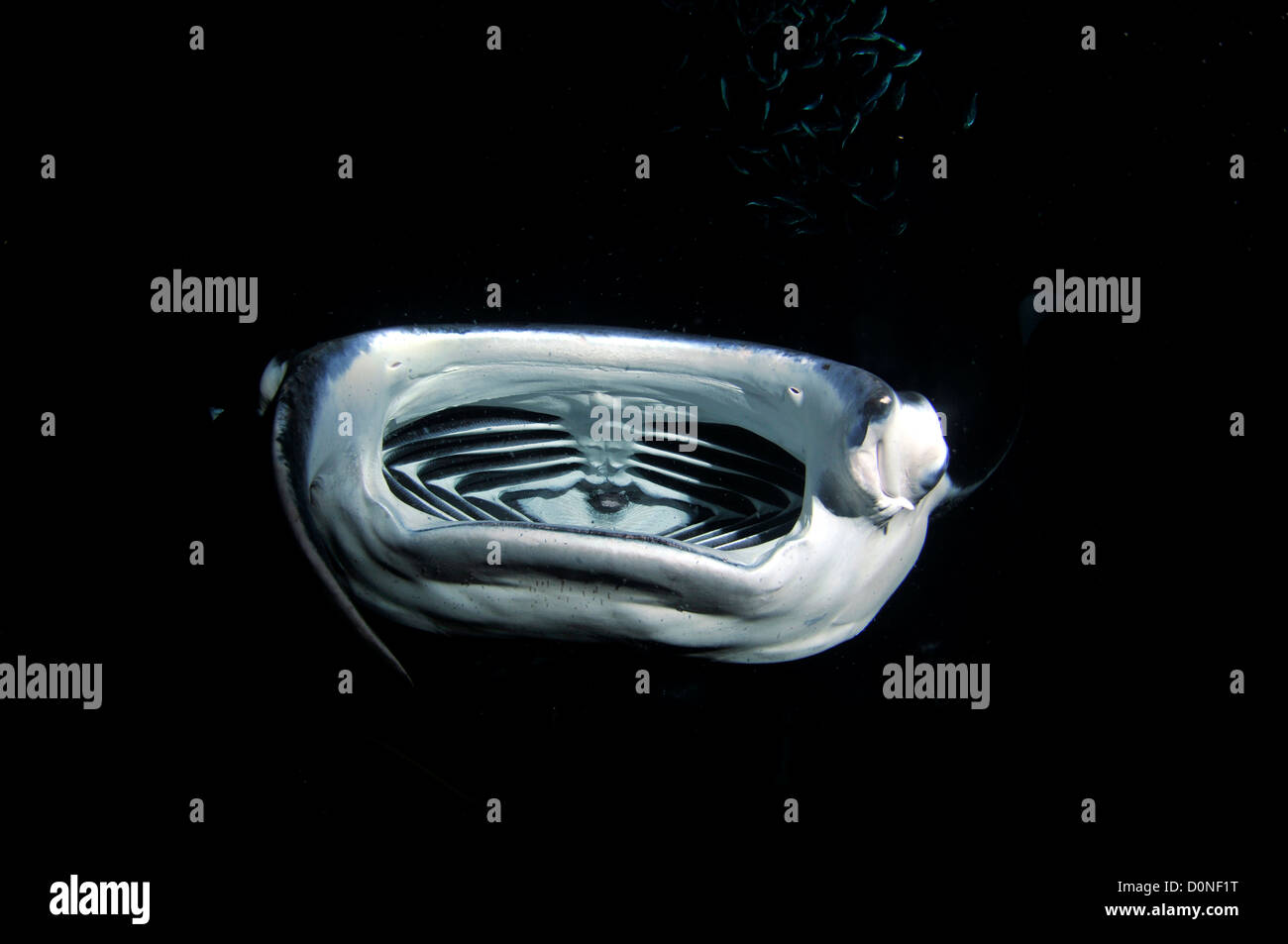 Manta Ray la nuit, Manta birostris, Kailua-Kona, Hawaii, North Pacific Banque D'Images