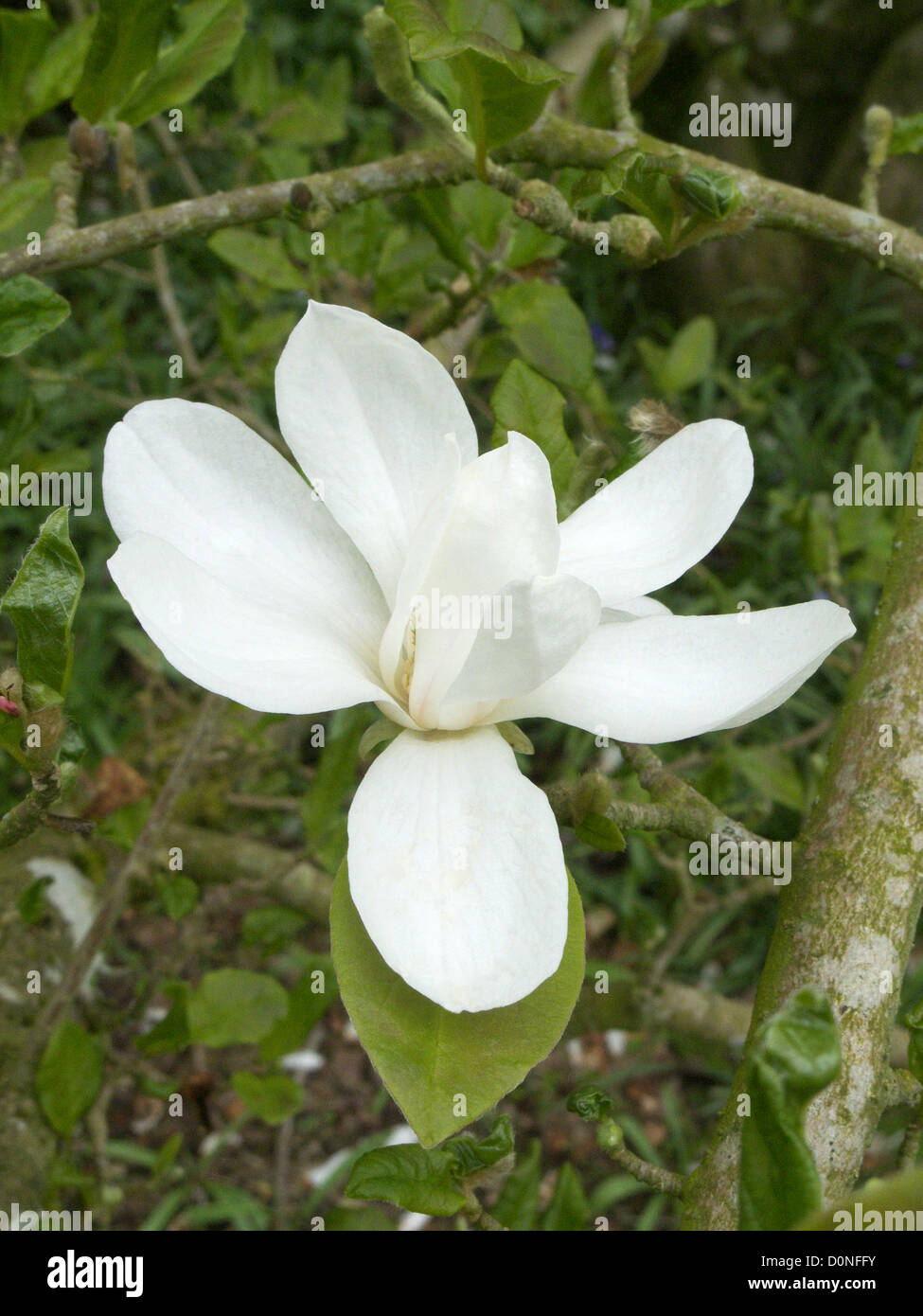 Magnolia x loebneri 'Merrill' en fleur au printemps, UK Banque D'Images