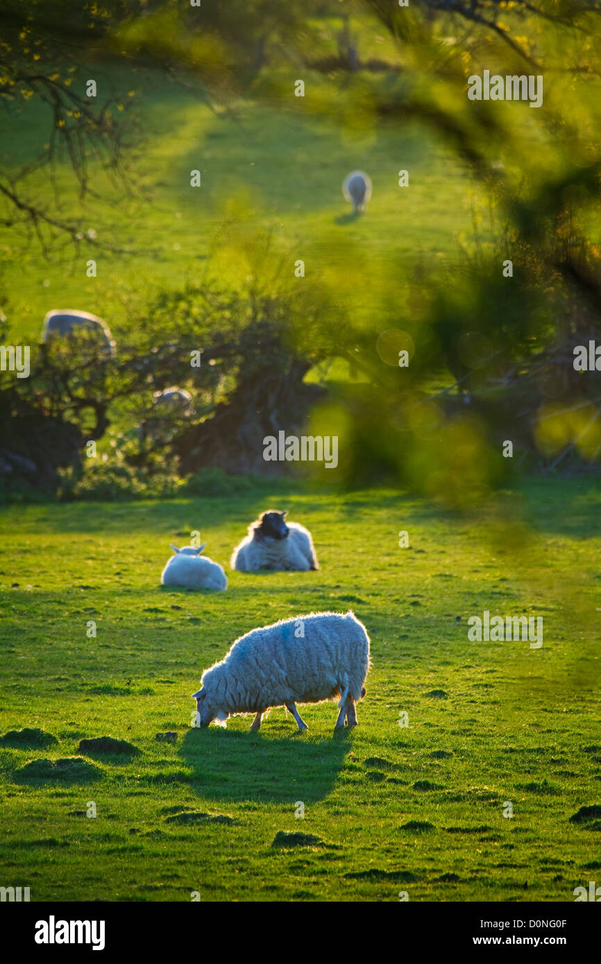 Des moutons paissant dans le Tamar Valley,Devon/Cornwall frontière. Banque D'Images