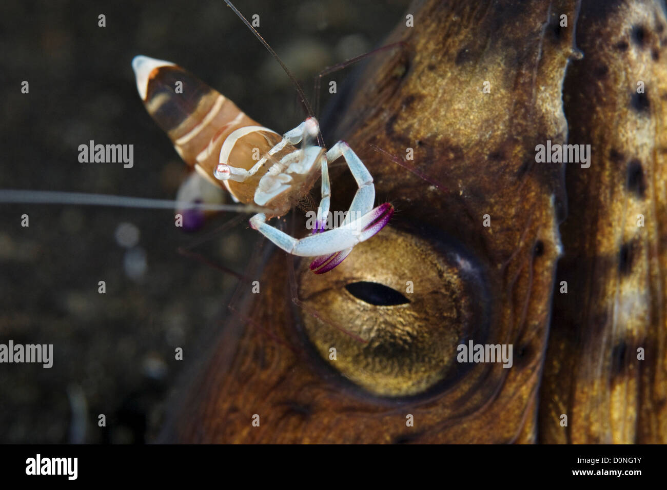 Une magnifique crevette Periclimenes magnificus (partenaire) sur l'anguille serpent dénoyautées (Pisonophis cancrivorus) à Sulawesi, Indonésie. Banque D'Images