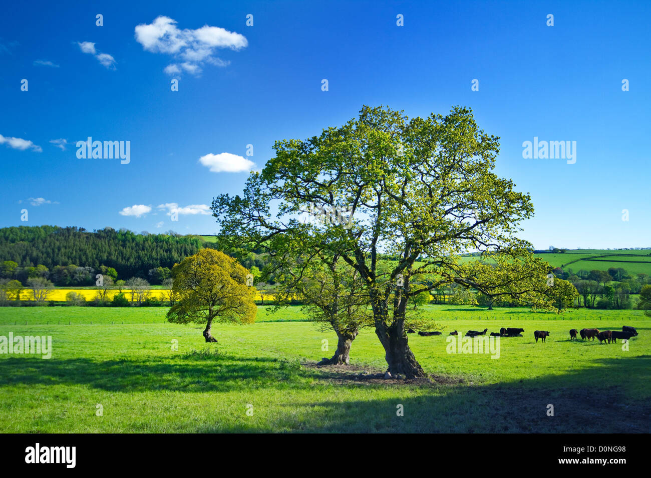 Le pâturage du bétail dans la vallée de Tamar,Devon/Cornwall frontière. Banque D'Images