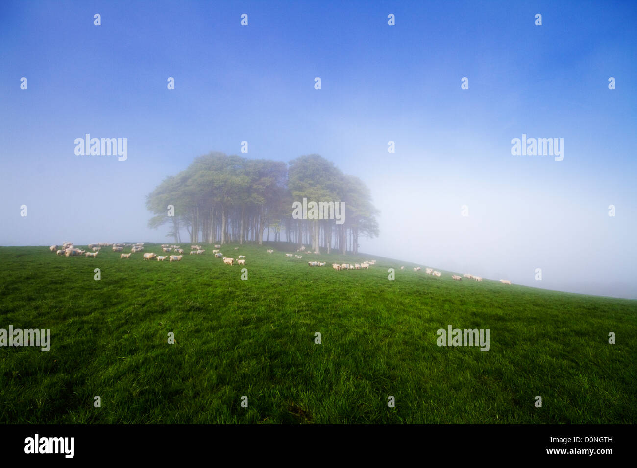 Le bouquet d'arbres le long de la A30/Cornwall Devon border Banque D'Images