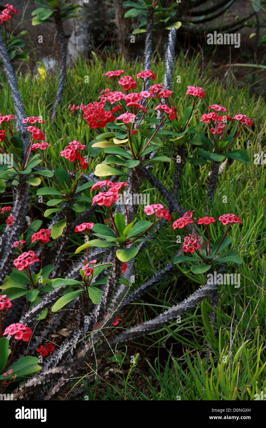 Couronne d'épines, le Christ, le Christ de l'usine Thorn, Coronne des Epines, Euphorbia milii v. splendens, Euphorbiaceae. Madagascar, Afrique Banque D'Images