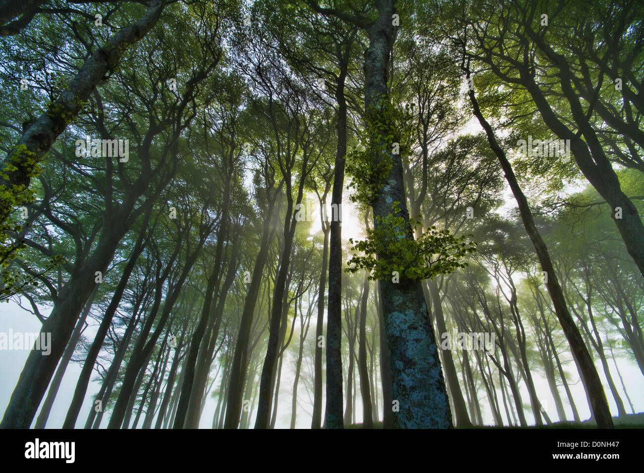 Le bois de hêtre magique le long de la A30/Cornwall Devon border Banque D'Images