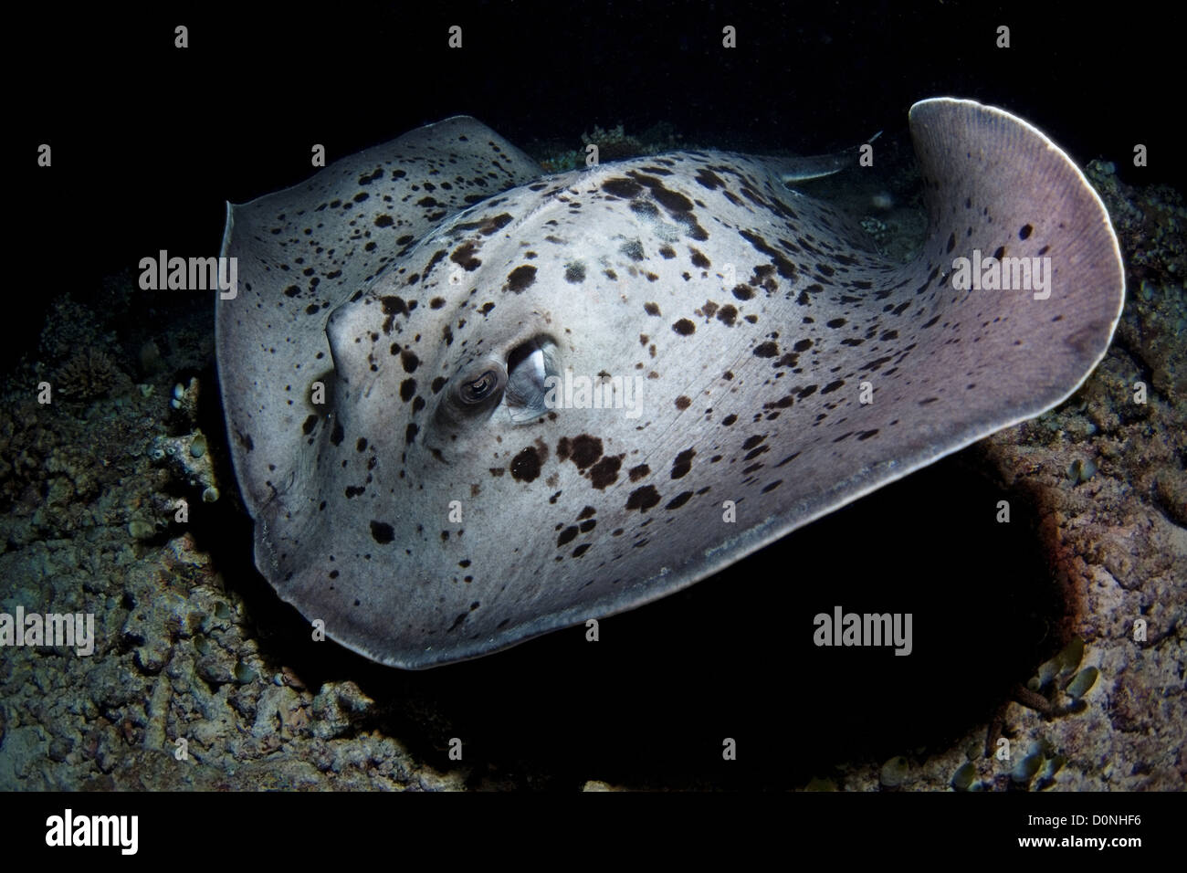 Un blotched (Taeniura meyeni fantail ray), sur le fond de la mer, dans les Maldives. Banque D'Images