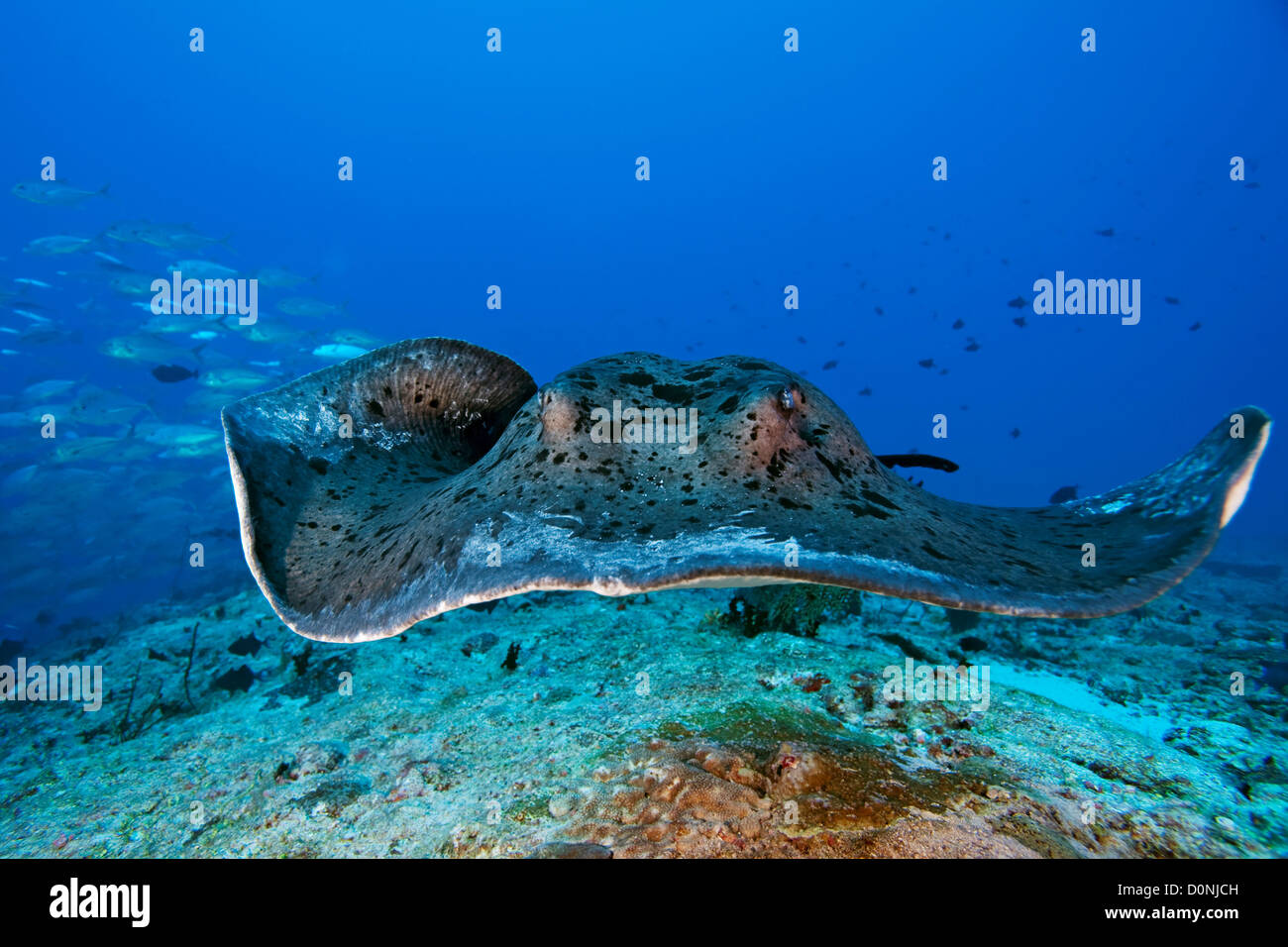 Un blotched ray (Taeniura meyeni fantail) school caranges (Caranx sexfasciatus) en arrière-plan atoll de Felidhu Maldives. Banque D'Images
