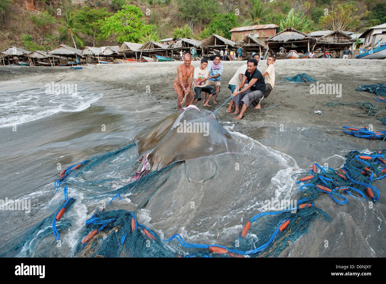 Les hommes faisant glisser une devilray morts (Mobula japanica) haut de la plage, l'île de Lembata, Lamalera, l'Est de l'Indonésie. Banque D'Images