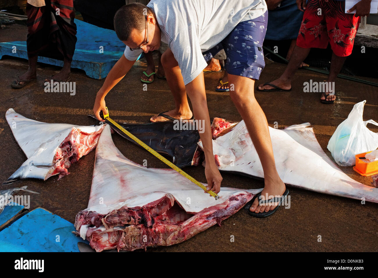 Un scientifique mesurant une devilray (Mobula japanica massacrés), port de Mirissa, Sri Lanka. Banque D'Images