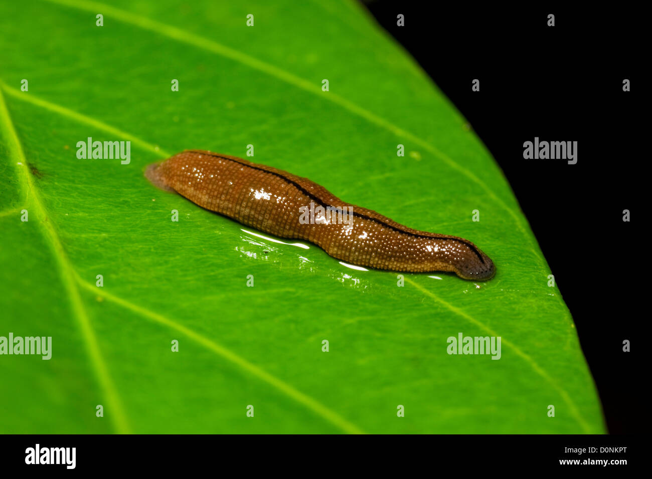 Un Chtonobdella whitmani leech (tigre) sur une feuille, Maliau Basin, Sabah, Bornéo, Malaisie Orientale. Banque D'Images