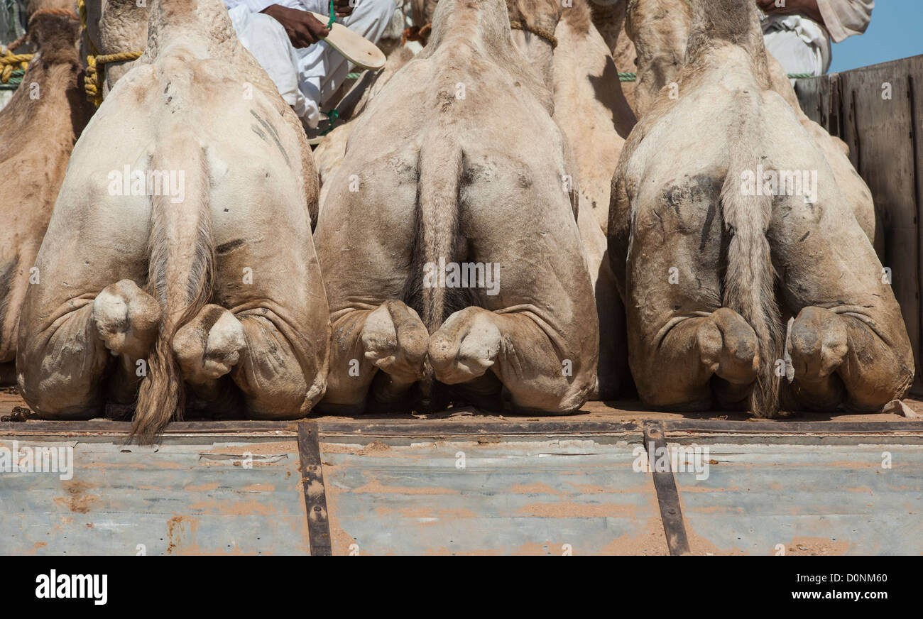 L'arrière de trois chameaux dromadaire chargé sur un camion à un marché de l'Afrique traditionnelle Banque D'Images