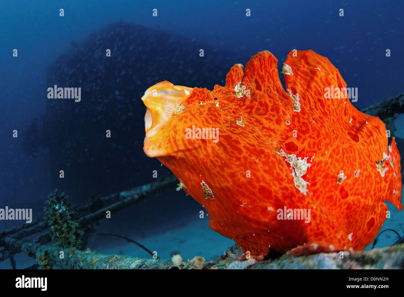 Poisson Grenouille géant orange, Antennarius commersoni, bâillements, séquence les Maldives. Banque D'Images