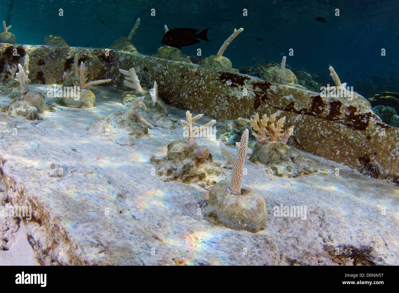 Des fragments de corail dur cimenté dans un récif artificiel, les Maldives. Banque D'Images