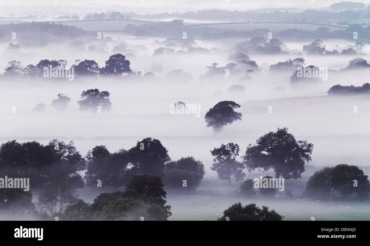 Brouillard dans la vallée Tamar sur la frontière Cornwall Devon Banque D'Images