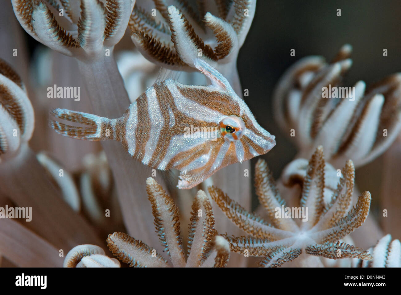 Les fleurs, des balistes Acreichthys radiatus, Manado, Sulawesi, Indonésie. Banque D'Images