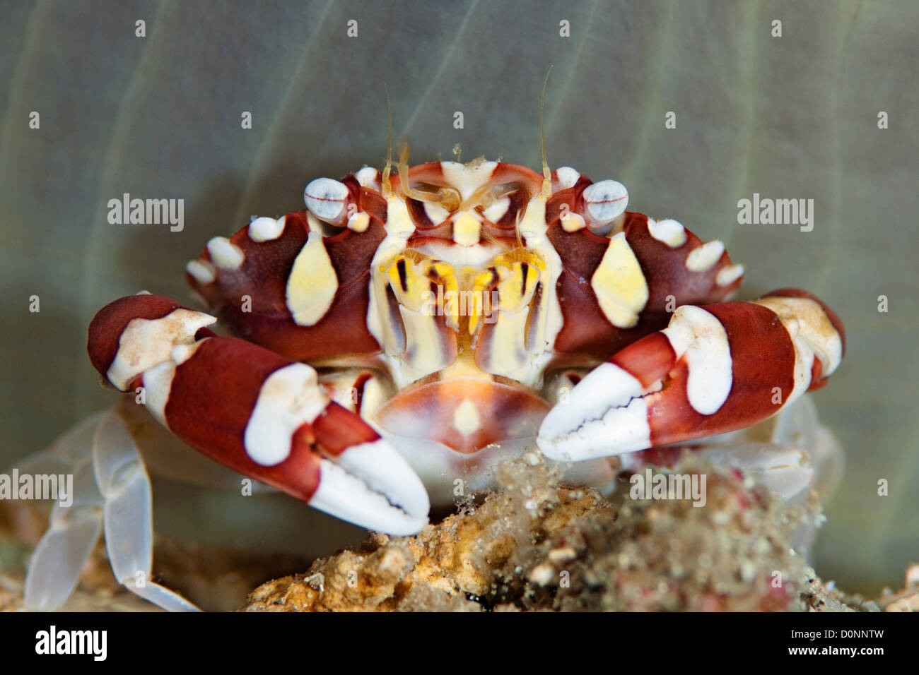 Crabe, Lissocarcinus laevis, sous le tube anemone, Manado, Sulawesi, Indonésie. Banque D'Images