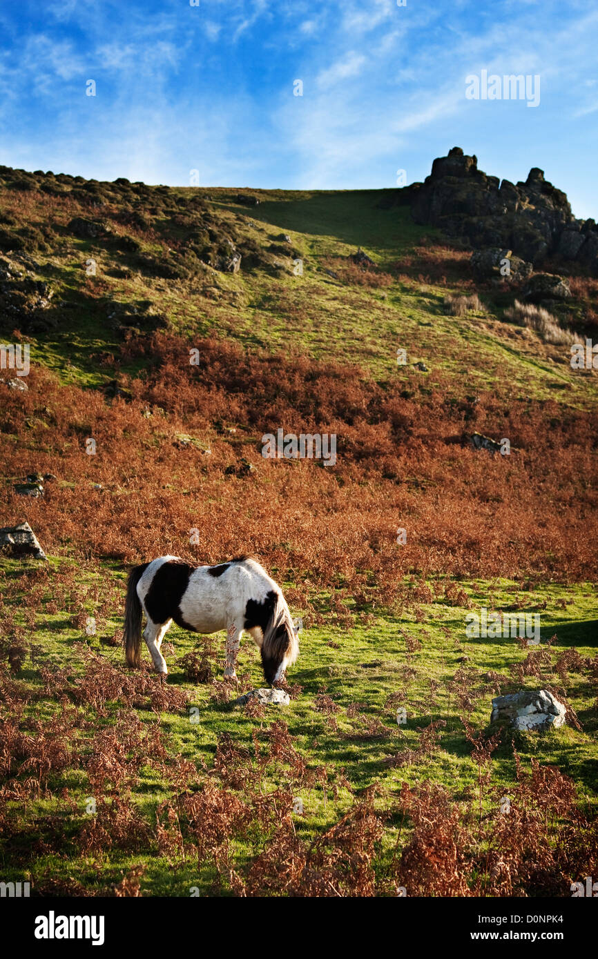 Le poney Dartmoor Banque D'Images
