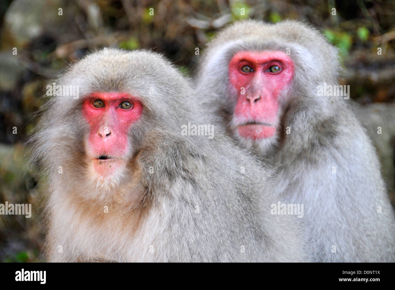 Neige japonaise, singe Macaca fuscata, Jigokudani Monkey Park, parc national de Joshin'Etsukogen Yamanouchi, Nagano, Japon Banque D'Images