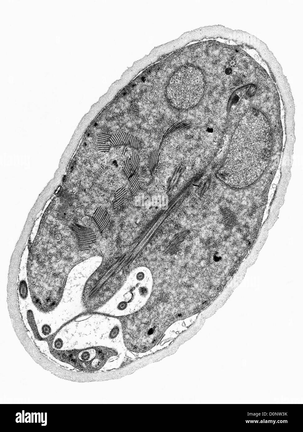 Cette fine-section micrographie électronique à transmission (MET) a révélé certains trouvent dans la morphologie ultrastructurale stade des kystes Banque D'Images