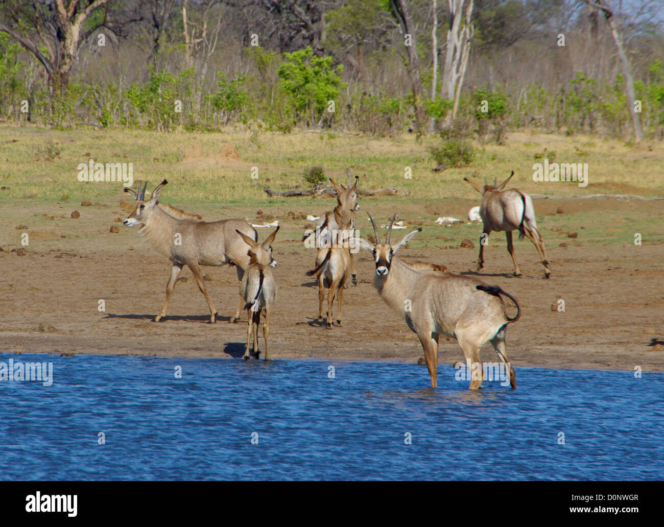 L'antilope rouanne Hwange dans Banque D'Images