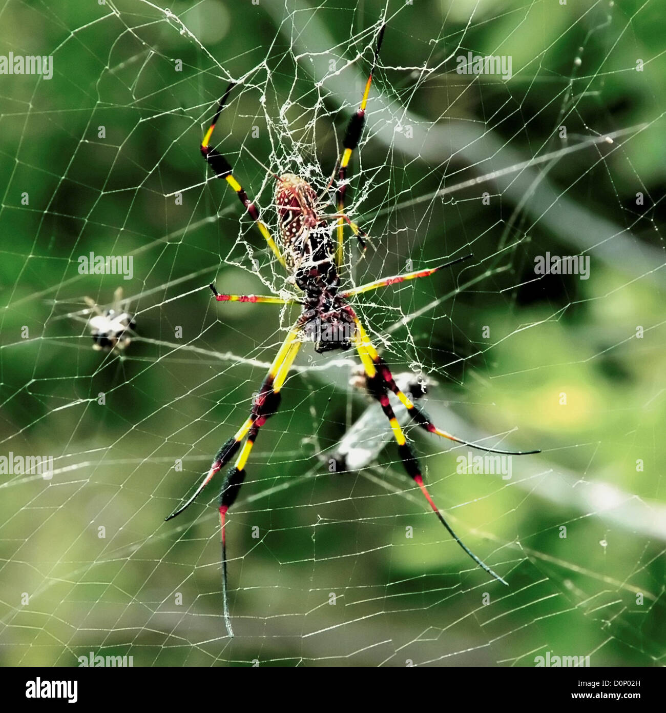 Spider Golden-Silk Banque D'Images