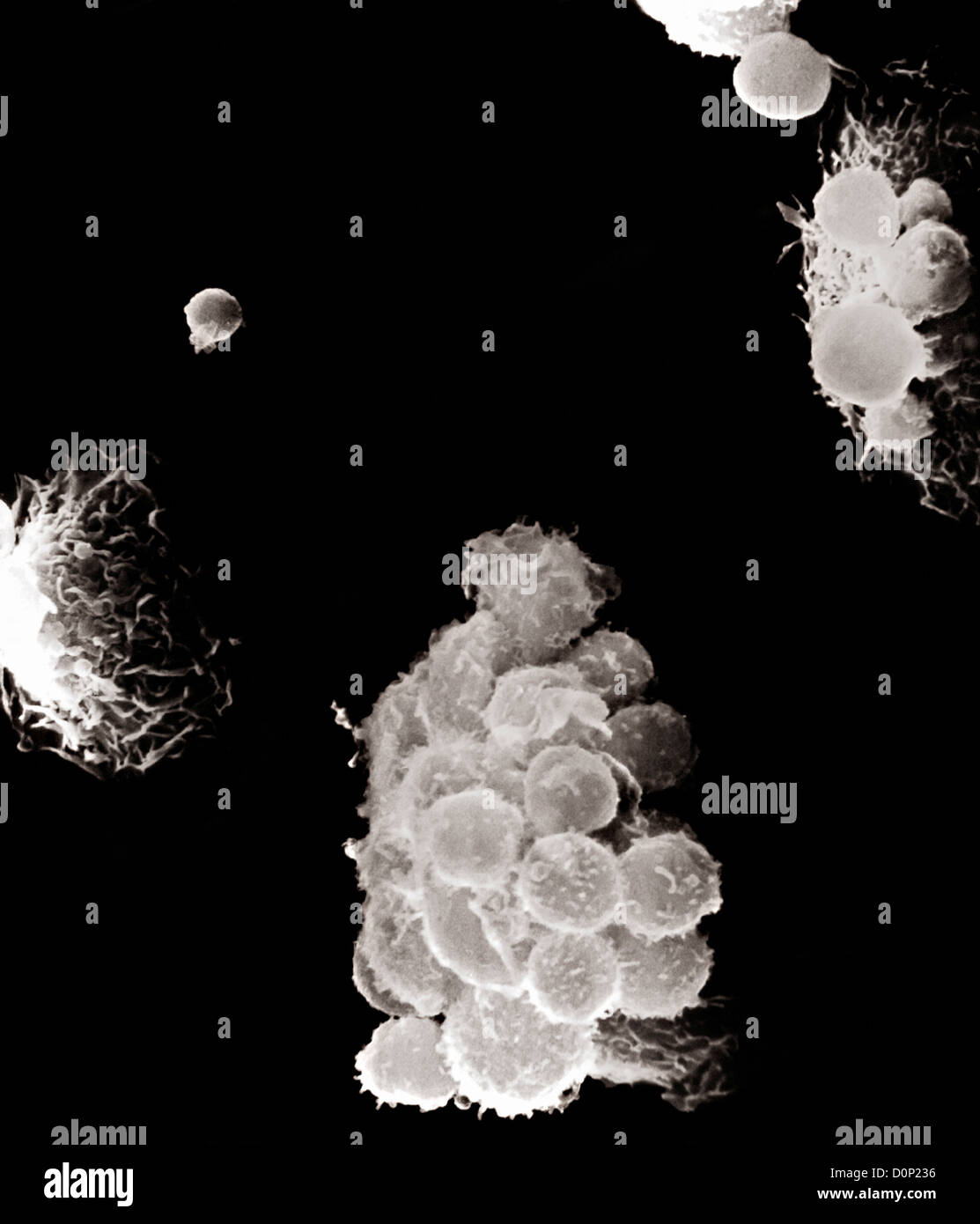 Une vue au microscope électronique à balayage les lymphocytes macrophages macrophages. projectile-surfaces sont à l'interaction Banque D'Images