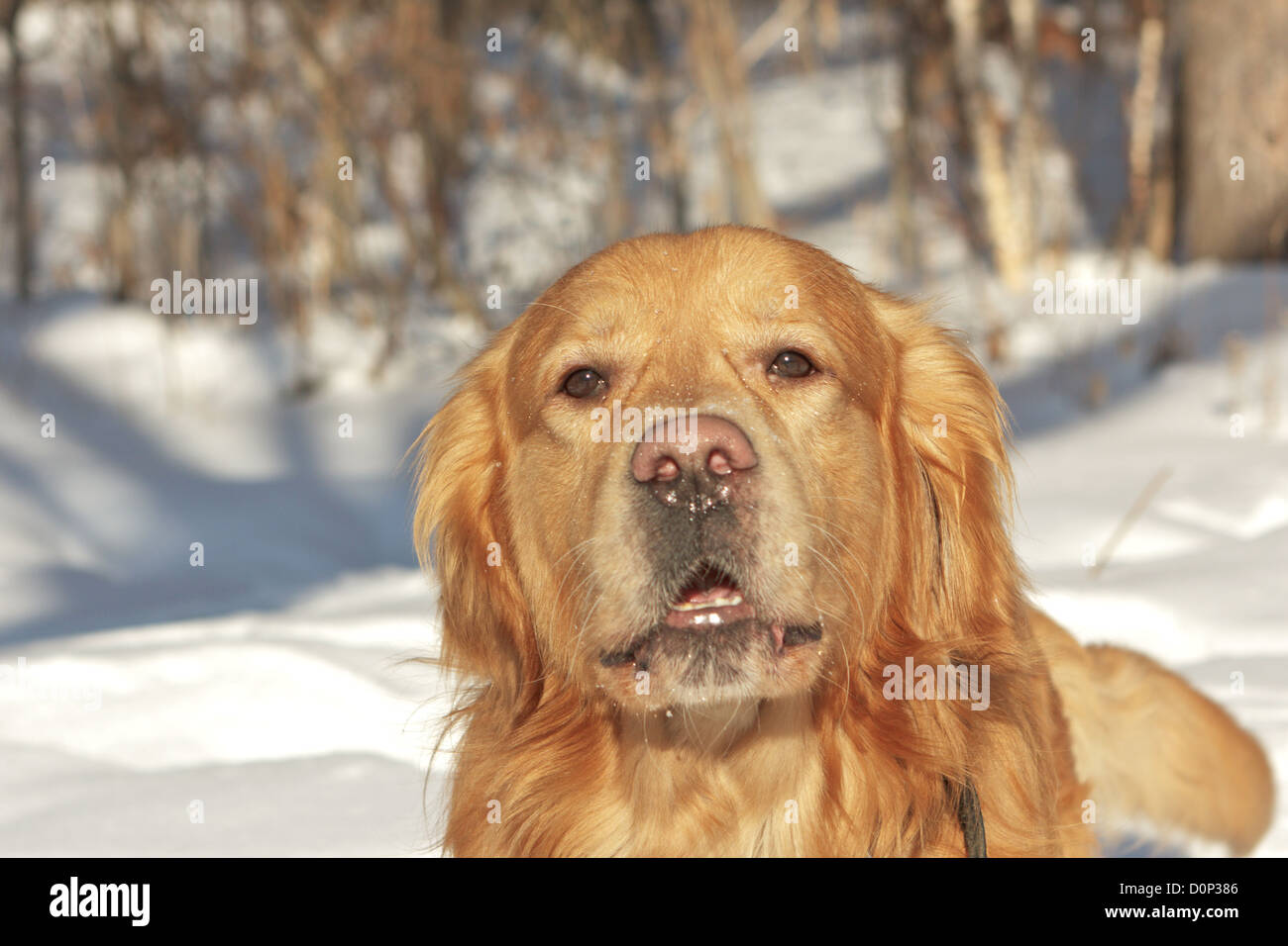 Portrait de retriever or dans la nature Banque D'Images