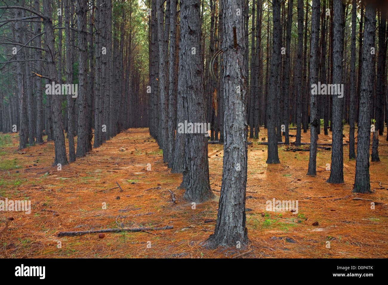 GA00135-00...GÉORGIE - planté dans la forêt de pins le long de la route de comté 203 Applin. Banque D'Images