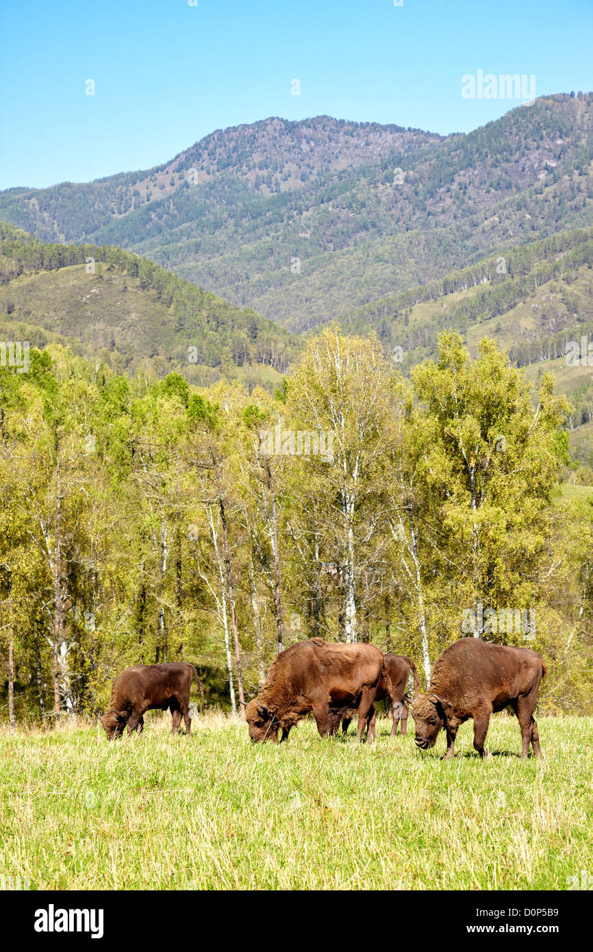 Bison d’Europe Banque D'Images