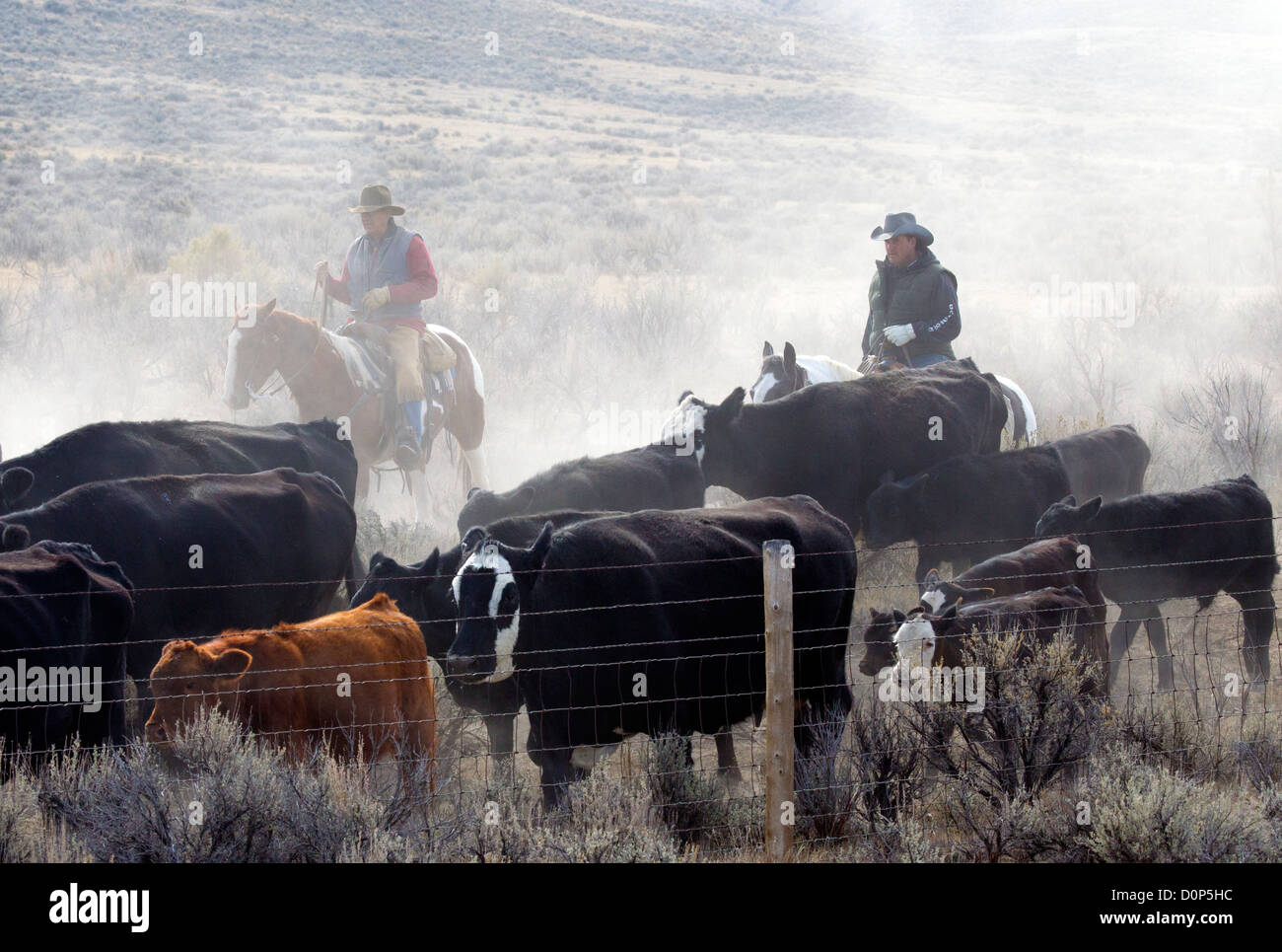 L'élevage du bétail sur deux Cowboys une route poussiéreuse Banque D'Images