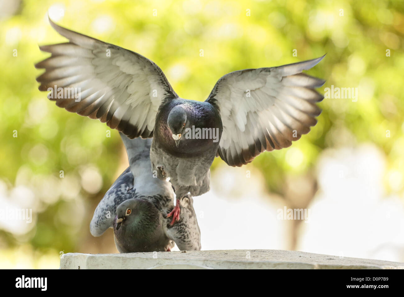 Un pigeon mâle femelle à l'atterrissage sur le lancement d'un rituel d'accouplement Banque D'Images