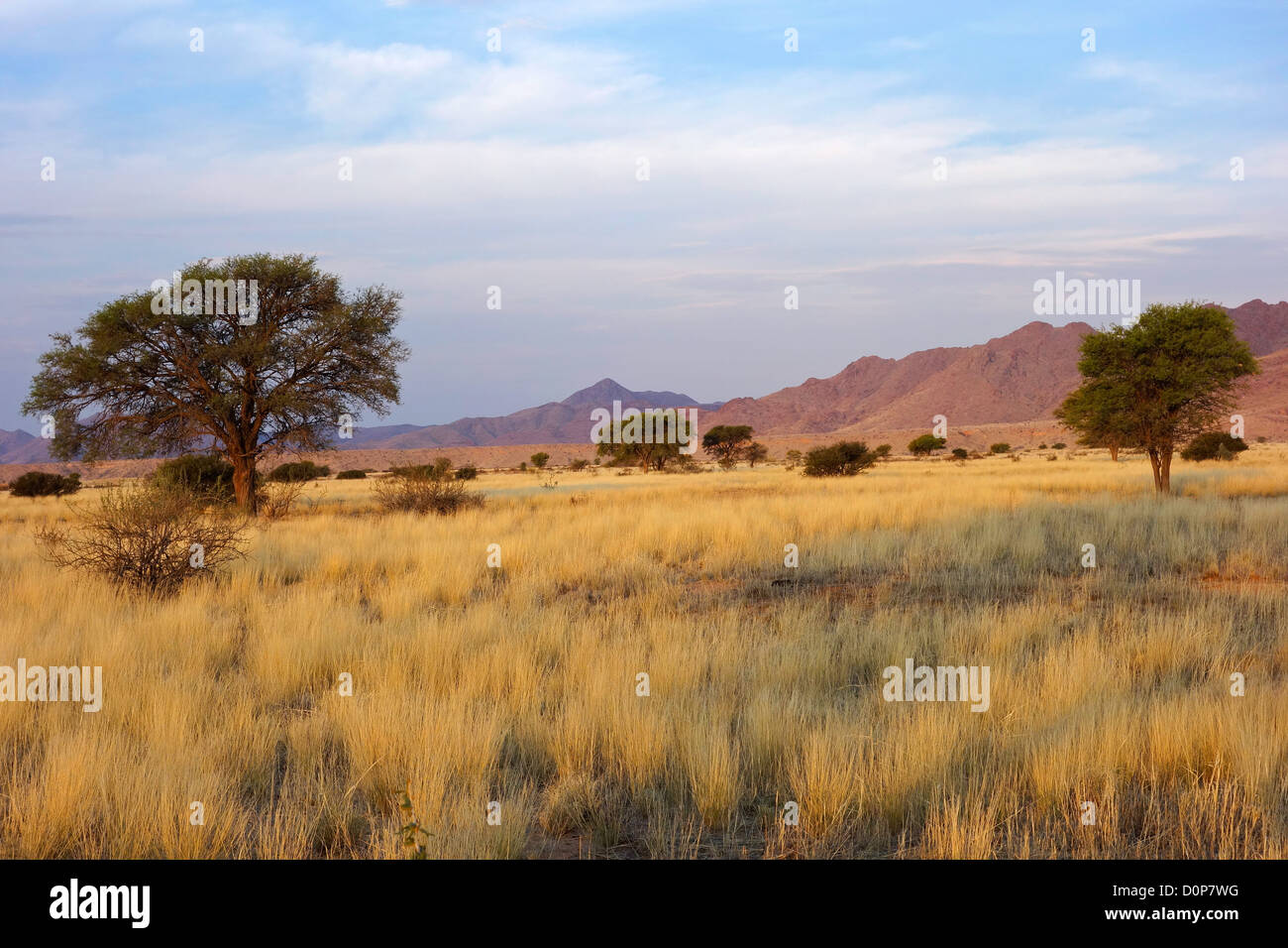 Paysage désertique avec les herbes et les arbres d'Acacia africains en fin d'après-midi, lumière, Namibie, Afrique du Sud Banque D'Images