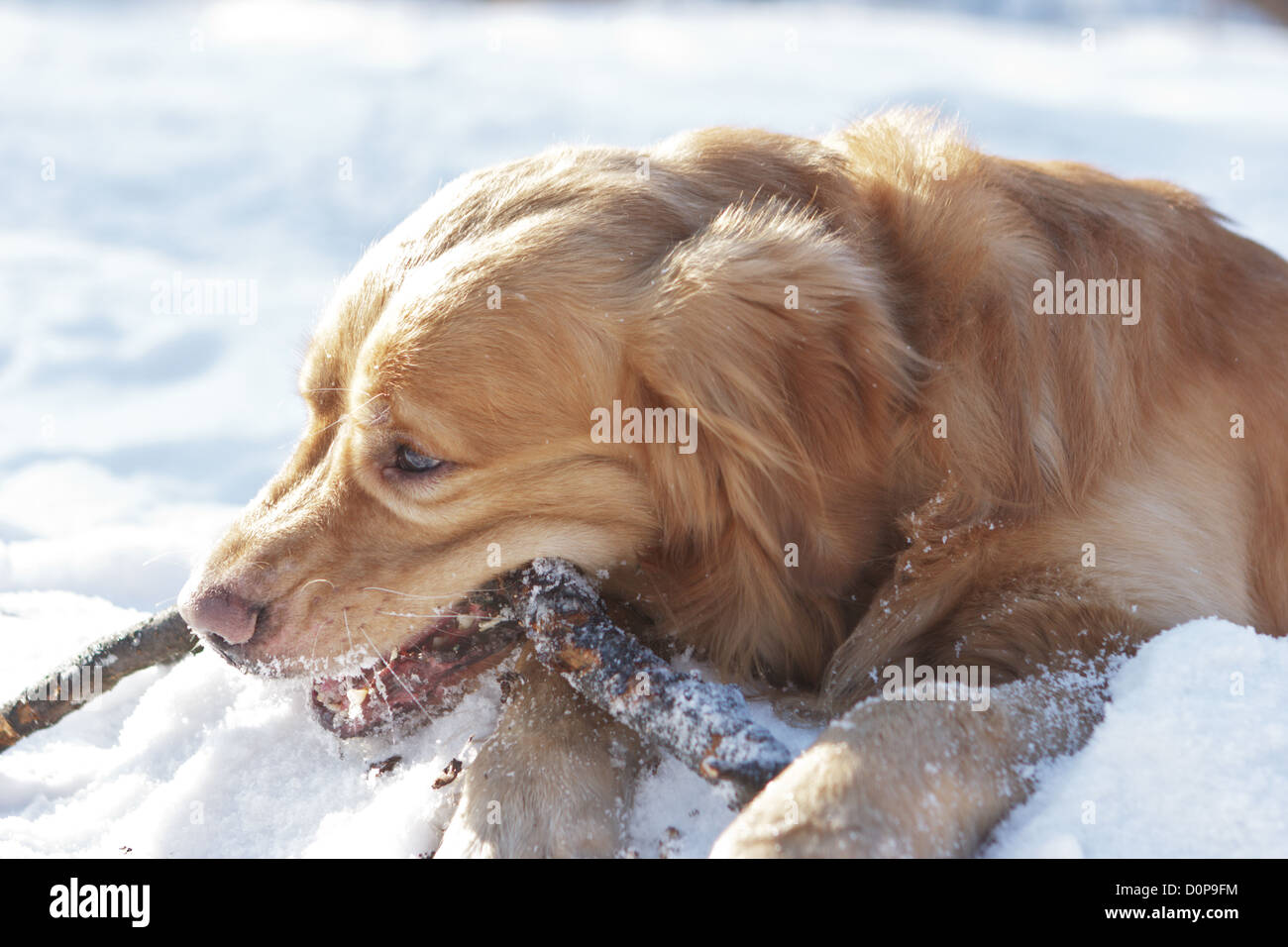 Le retriever Portrait ronge stick Banque D'Images