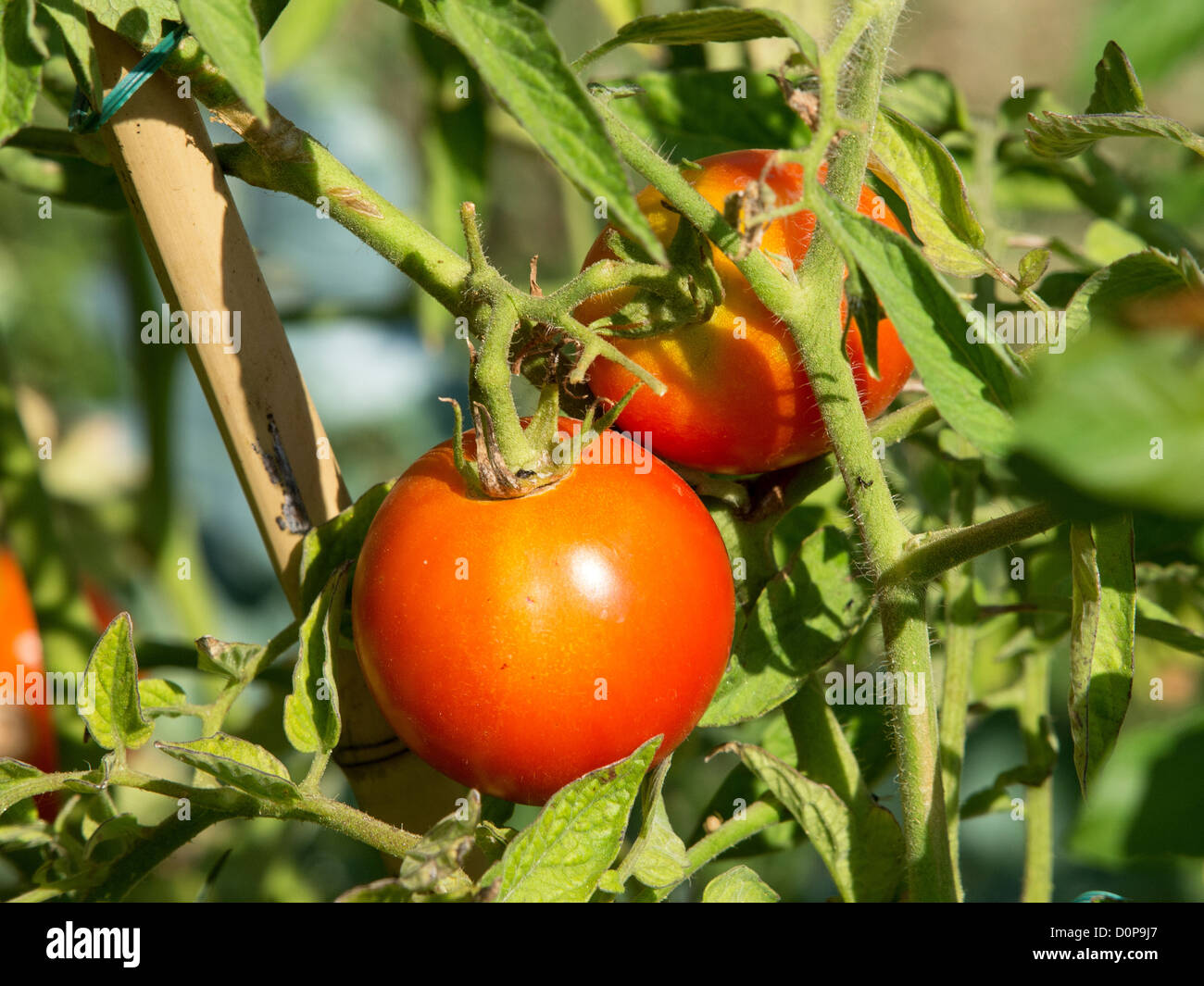 Prêts pour la récolte des tomates rouges Banque D'Images