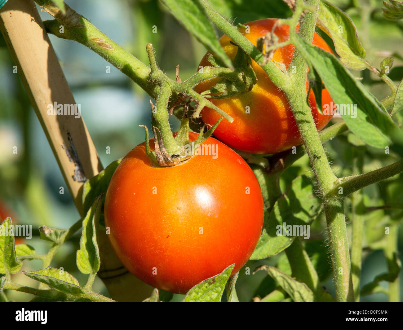 Les tomates biologiques rouge prêt pour la récolte Banque D'Images