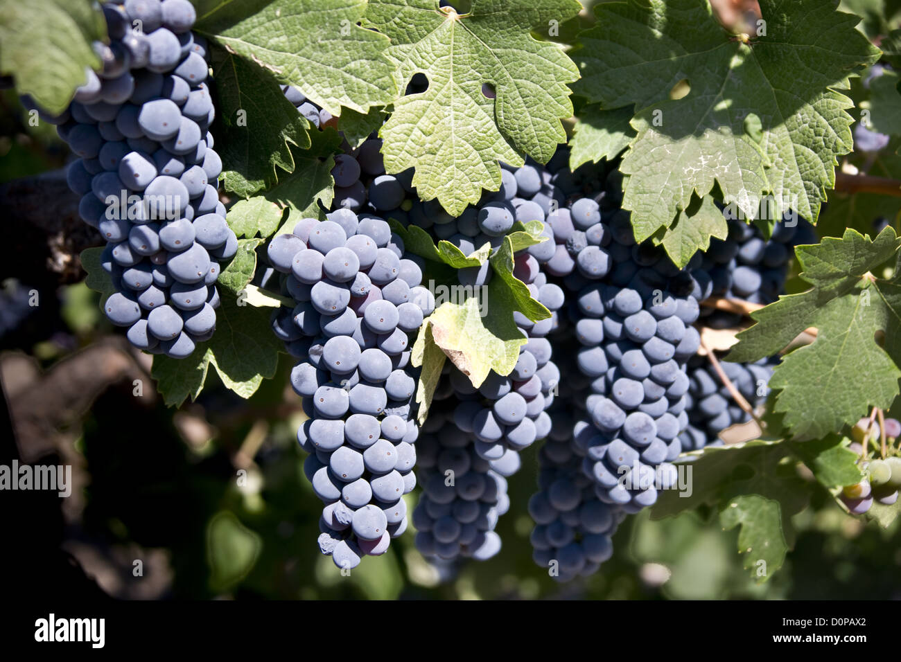 Les raisins rouges sur la vigne Banque D'Images