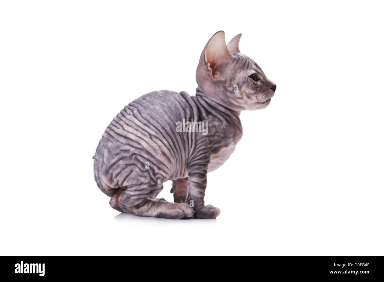 Animal Cat Sphinx Banque D Image Et Photos Alamy