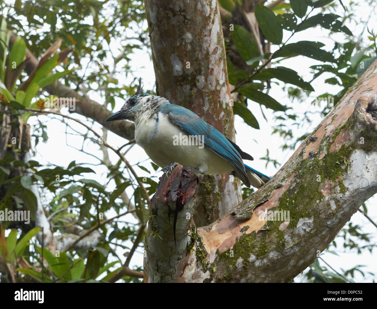 Magpie-Jays ; à gorge blanche Calocitta Formosa,Costa Rica, Amérique Centrale Banque D'Images