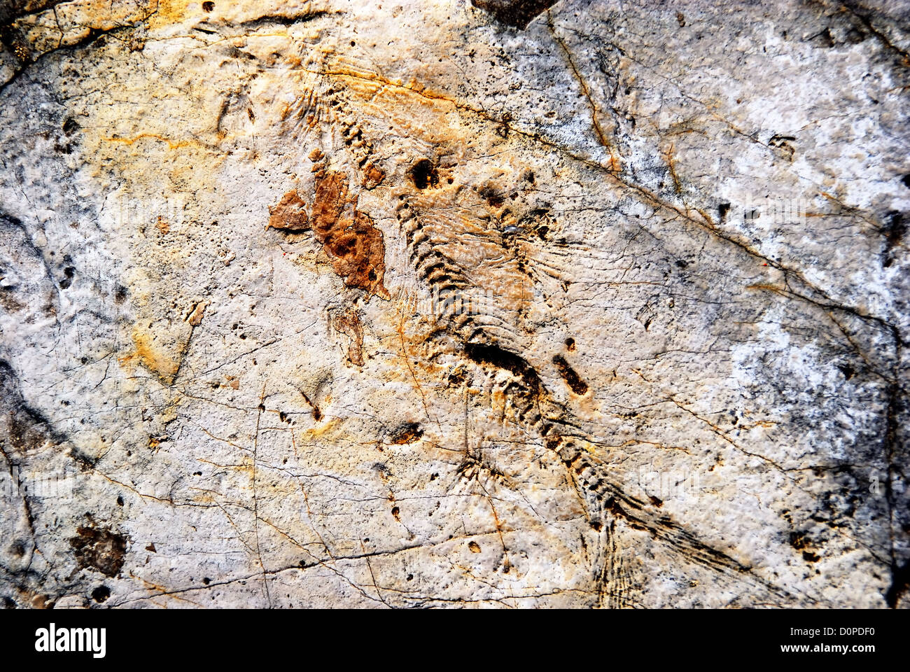 Le dépôt de fossiles de Pietraroja (Benevento), l'Italie, le sud de l'Italie Appennino. Un fossile de poisson. Banque D'Images