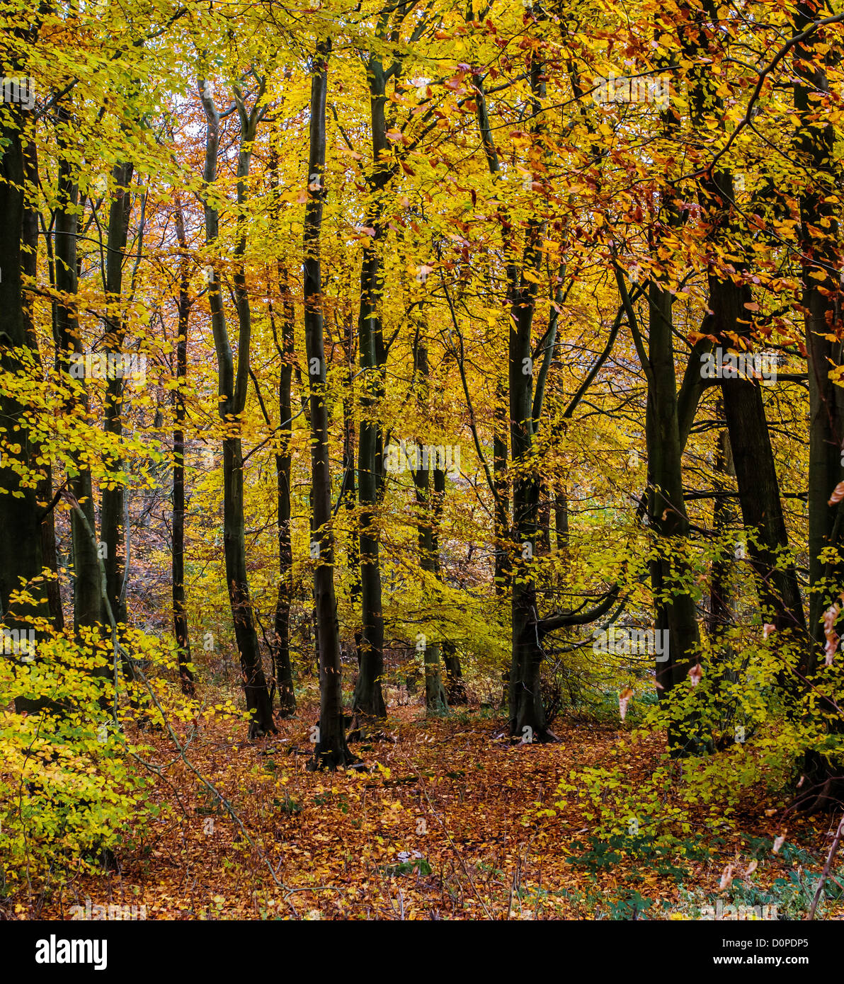 Les jeunes ( Hêtre Fagus sylvatica ) en automne bois UK Banque D'Images