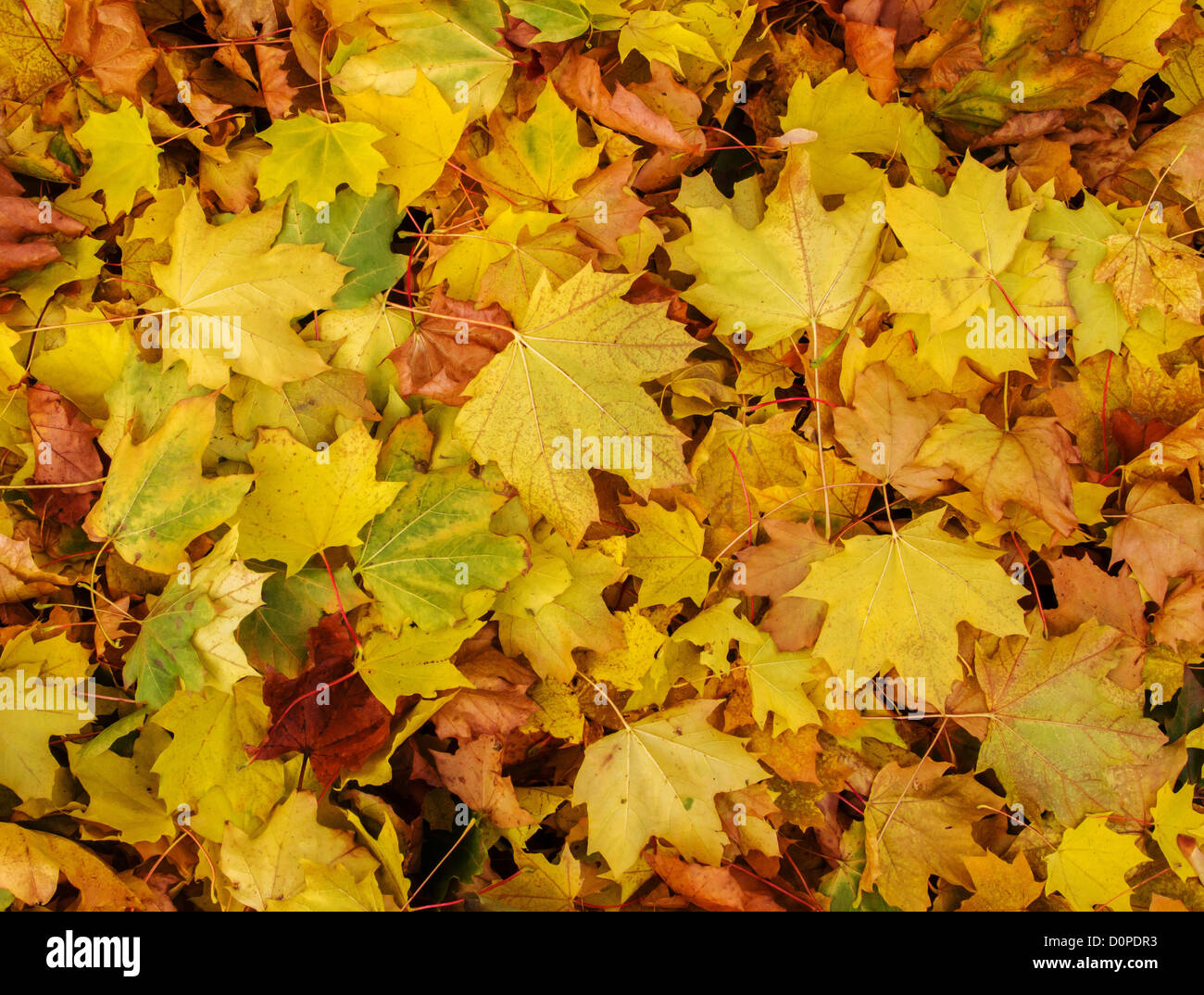 Feuilles de sycomore couvrant le sol en couleur en automne Banque D'Images