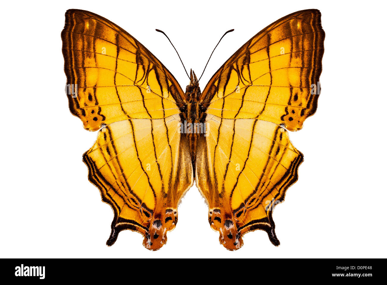 Espèces de papillons Cyrestis lutea 'Orange' en ligne droite Banque D'Images