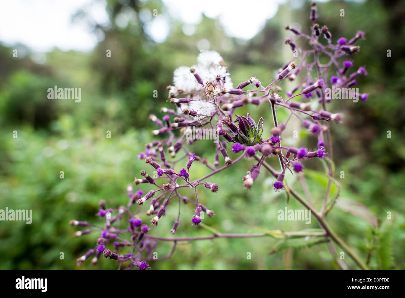 Zone forestière des fleurs du mont Kilimandjaro Tanzanie | MONTAGNE KILIMANDJARO, Tanzanie — Des têtes de fleurs violettes et un pappus blanc et duveteux s’entassent sur une plante de la forêt montagnarde le long de la route Lemosho. Cette ceinture humide, d’environ 6 000 à 9 000 pieds (1 800 à 2 700 m), est le niveau écologique le plus bas du parc national du Kilimandjaro, et le pappus agit comme un parachute naturel transportant les graines à travers les gradients d’altitude raides de la montagne. Banque D'Images