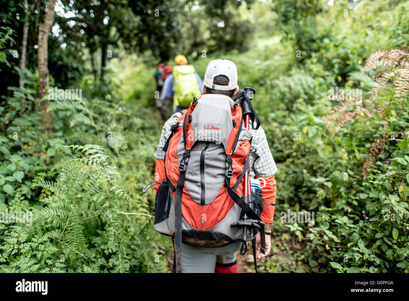 Randonneurs du Mont Kilimandjaro Lemosho route Tanzania | MONT KILIMANDJARO, Tanzanie — les randonneurs munis de sacs à dos et de bâtons de trekking suivent un sentier étroit à travers la forêt tropicale montagneuse près de Lemosho Glades Trailhead, le point de départ de la route Lemosho jusqu'au plus haut sommet d'Afrique. Cette ceinture forestière, d'environ 1 800 à 2 800 m (5 900 à 9 200 pieds), est la plus humide des cinq zones écologiques de la montagne, recevant environ 2 300 mm (90 pouces) de pluie par an. Banque D'Images