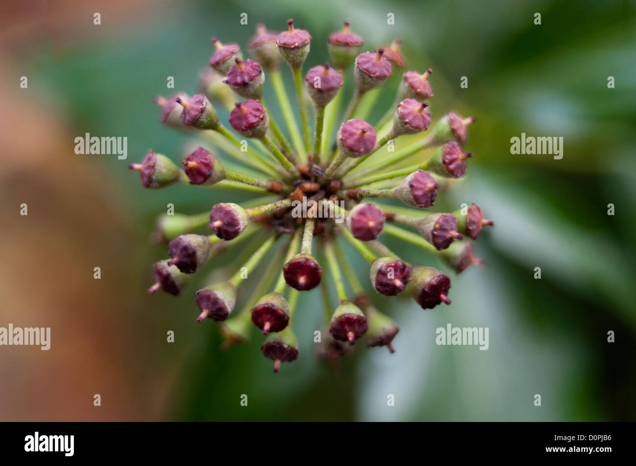 Graines de fleurs le Lierre Hedera helix Banque D'Images