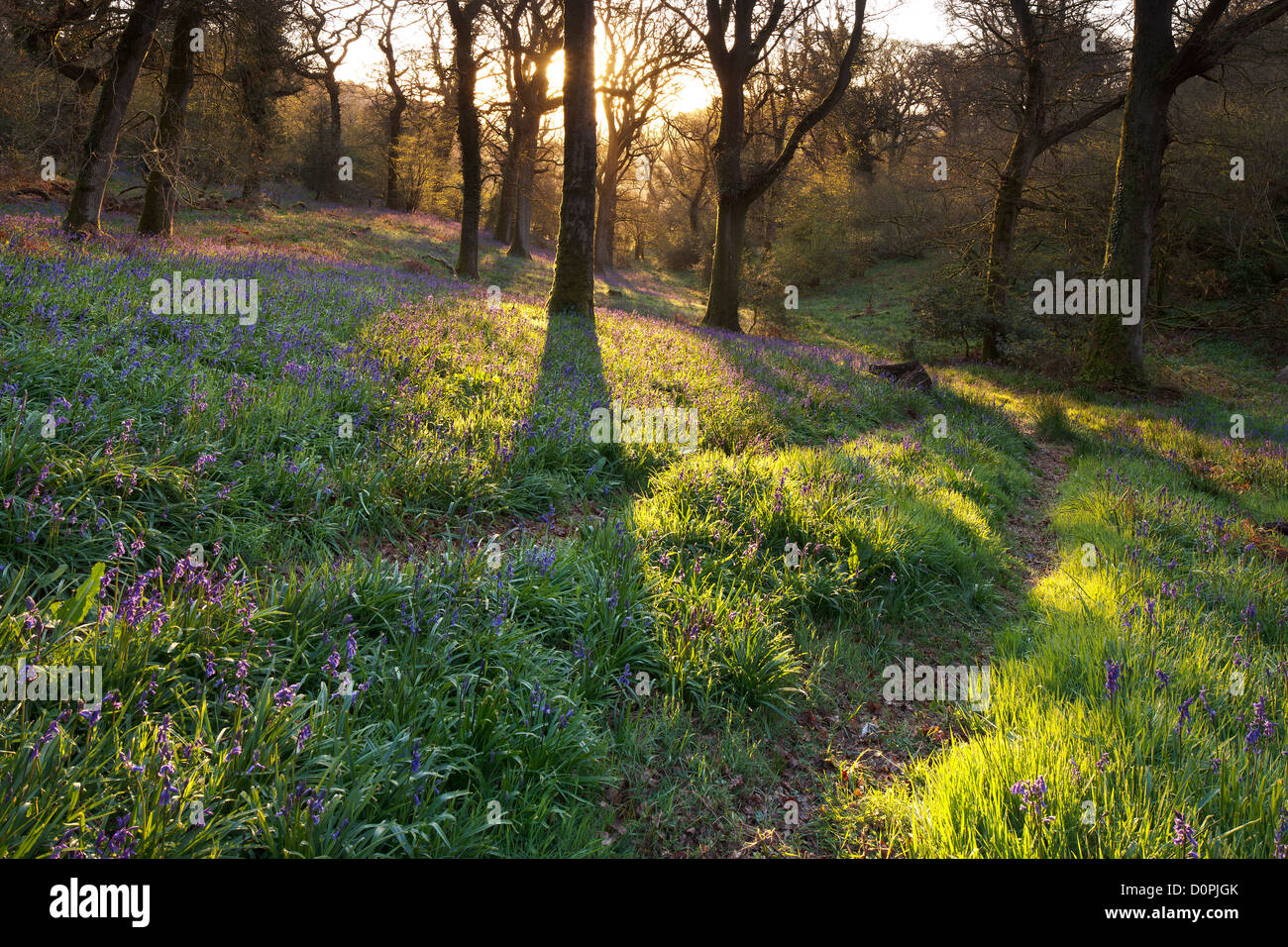 Bluebell Woods, Dorset, England, UK Banque D'Images