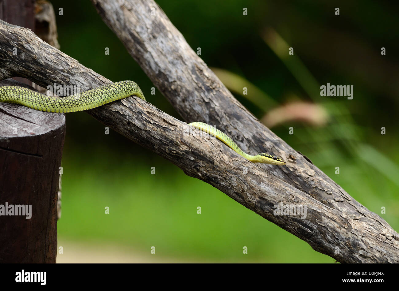 Beau serpent de l'arbre d'Or (Chrysopelea ornata) dans la forêt thaïlandaise Banque D'Images