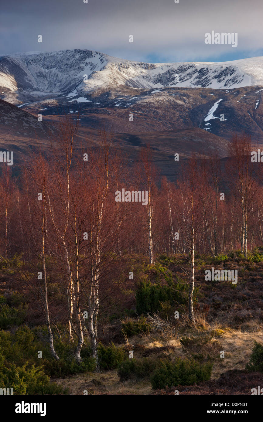 Les Cairngorms Rothiemurchus et forêt en hiver, Ecosse, Royaume-Uni Banque D'Images