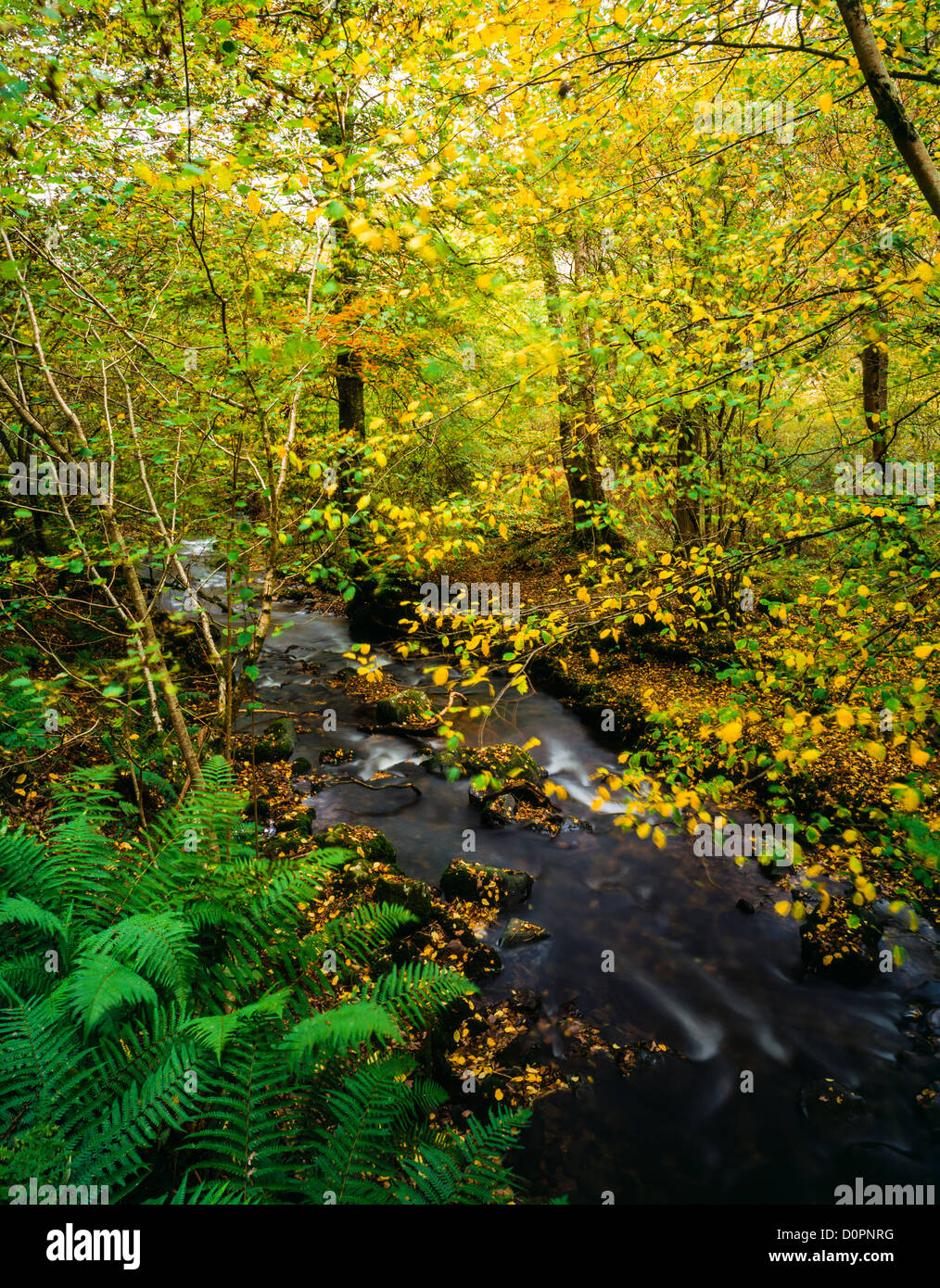 Dans l'eau Horner Horner Bois, Parc National d'Exmoor, Somerset, Angleterre, Royaume-Uni. Banque D'Images