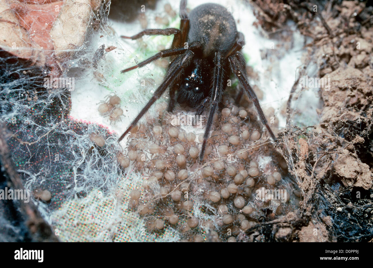 Black lace weaver spider Banque de photographies et d'images à haute  résolution - Alamy